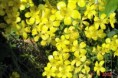 /album/ilha-das-flores-20021/cubres-001-jpg2/