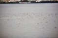 /album/ilha-das-flores-ano-de-2007/mg-4575-jpg/