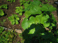 /album/diversos/img-20190505-115821-jpg/