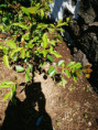 /album/diversos/img-20190505-120848-jpg/