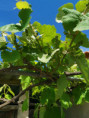 /album/diversos/img-20190509-121909-jpg/