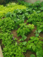 /album/diversos/img-20190518-130447-jpg/