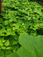 /album/diversos/img-20190601-114837-jpg/