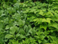 /album/diversos/img-20190601-115004-jpg/