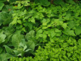 /album/diversos/img-20190601-115032-jpg/