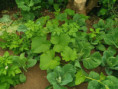 /album/diversos/img-20190601-115116-jpg/