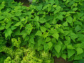 /album/diversos/img-20190601-115150-jpg/