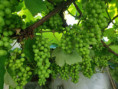 /album/diversos/img-20190623-180836-jpg/