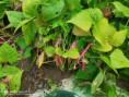 /album/diversos/img-20190702-094438-jpg/