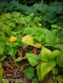 /album/diversos/img-20190702-094444-jpg/