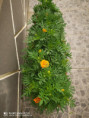 /album/diversos/img-20190707-113732-jpg/