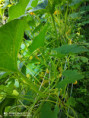 /album/diversos/img-20190709-093950-jpg/