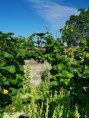 /album/diversos/img-20190709-094057-jpg/